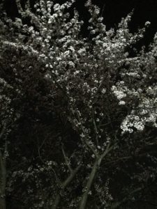 瑞穂市スタッフブログ夜桜