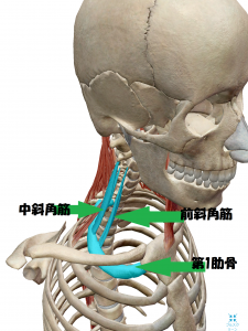 瑞穂市スタッフブログ骨格と筋肉の図