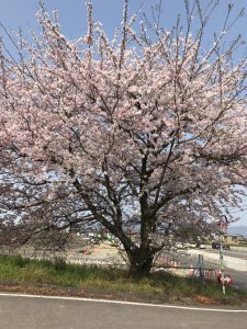 瑞穂市スタッフブログお昼間の桜